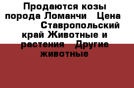 Продаются козы порода Ломанчи › Цена ­ 8 000 - Ставропольский край Животные и растения » Другие животные   